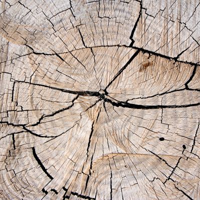 Textures – Tree Stump
