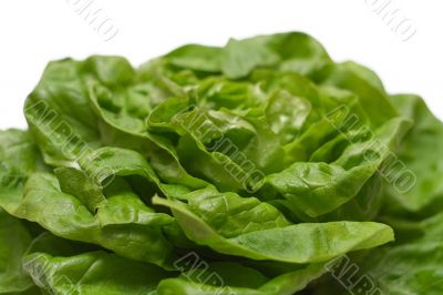 Lettuce - Close View