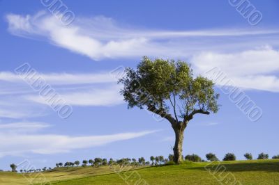 lonely trees 6