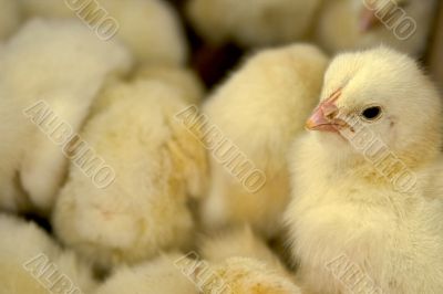 baby chicken