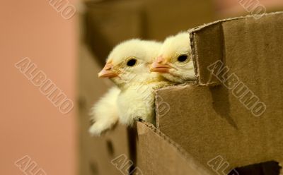baby chicken in the box