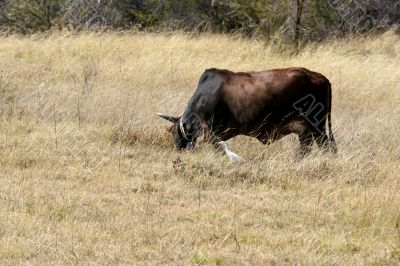 cattle