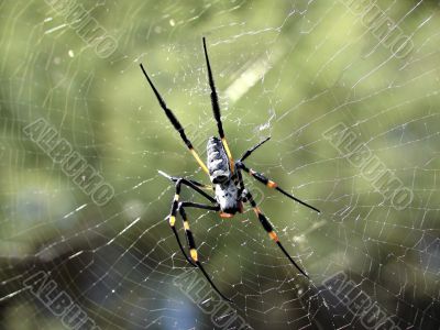 Spider