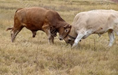 Bull fight