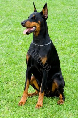 doberman sitting on the grass