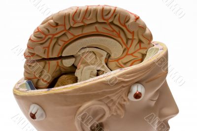 Human Brain - Close View Human Brain - Close View
