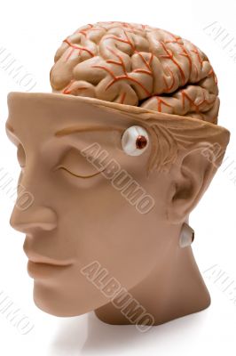 Human Brain - Front Side View