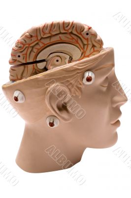 Human Brain - Side View