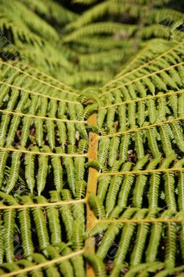 Fern Leaves