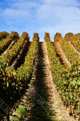 grape vines at vineyard - portrait