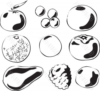 Fruits illustration