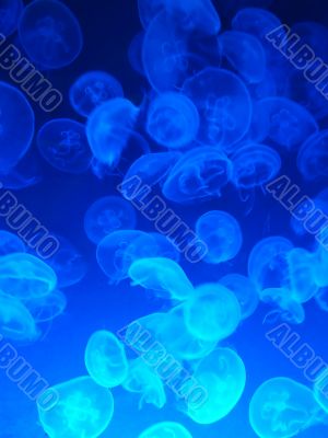 Swarm of Jellies