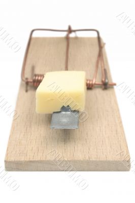 Mousetrap - Front View