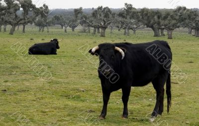 Spanish Bulls