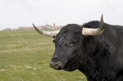 Bull Head