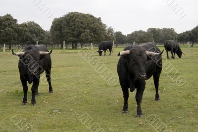 Bulls of Spain