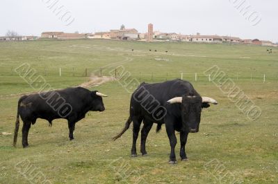 Bulls in a Field