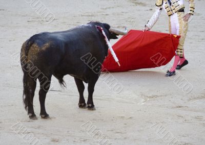 Bullfight