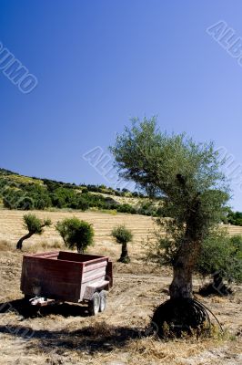 Olive Farming