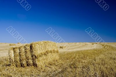 Field of Hay