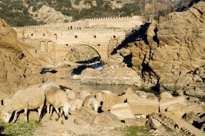 Sheep Grazing Near Ancient Bridge
