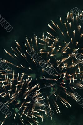 festival firework
