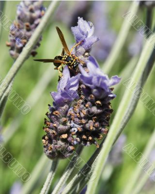 Wasp and lavender