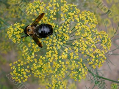 bee on yellow flower of bronze fennel bee on yellow flower of bronze fennel