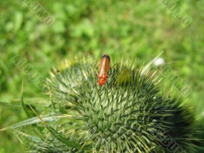Insect on Plant