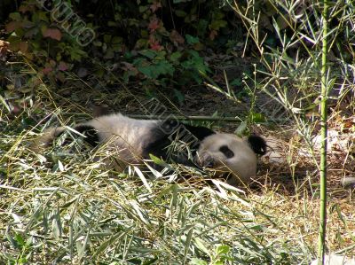 Giant Panda in Beijing