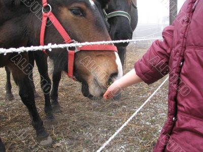 Feeding a horse