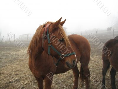 Horse on a frosty feedlot