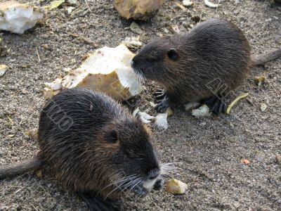 Beavers eating