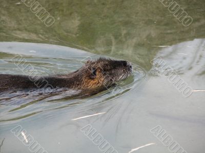 Beaver swimming