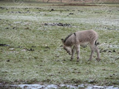 Baby donkey