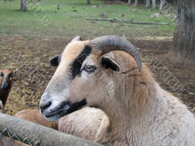 Curious sheep