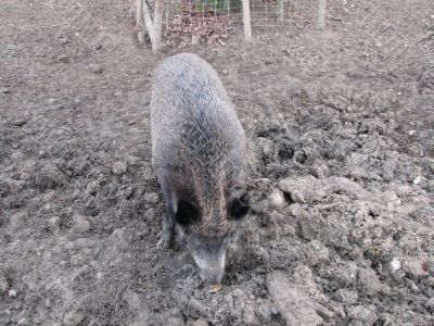 Wild pig