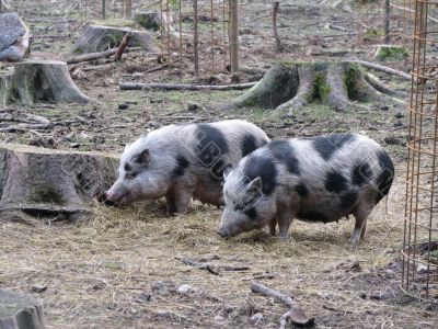 Wild pigs