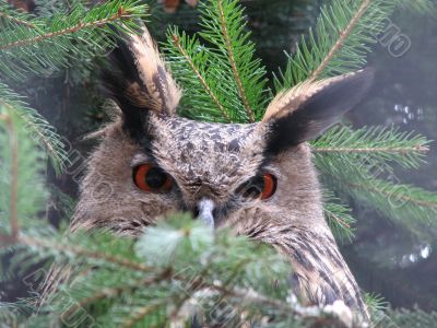 Eagle owl