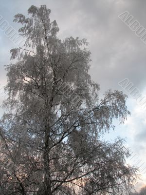 A frosty tree