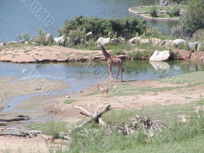 Giraffe in Wild Animal Park