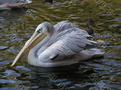 Pelican in Wild Animal Park