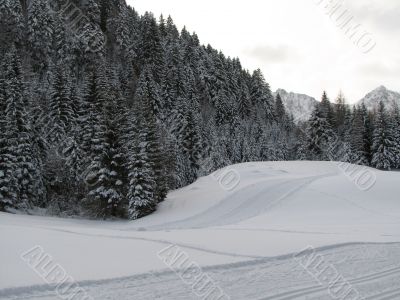 Beautiful winter landscape with trees