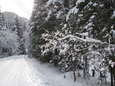 Beautiful winter landscape with trees