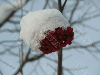 Frozen berries