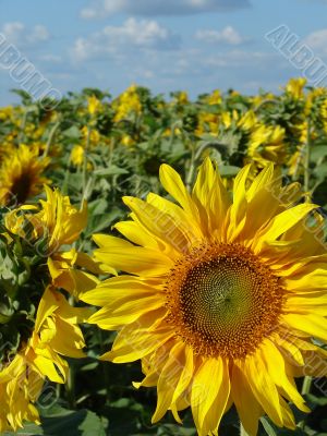 Yellow sunflowers blossoming flowers