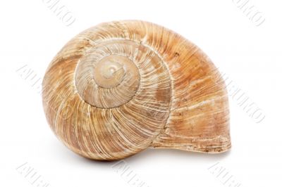 Snail Shell