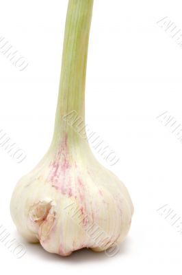 Standing Garlic Bulb