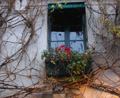 Winter window in Paris