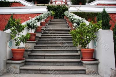 Steps with potted plants